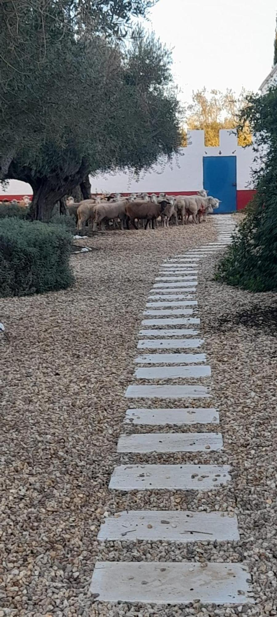 מלון פררה דו אלנטחו Quinta Da Chamine חדר תמונה
